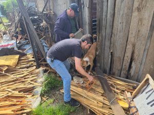 En cateo, asegura Fiscalía General a cinco ejemplares caninos en condiciones de abandono en Hidalgo.