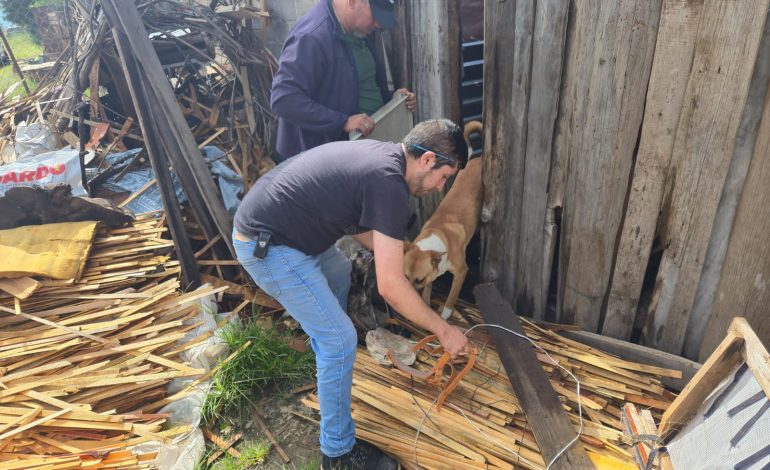 En cateo, asegura Fiscalía General a cinco ejemplares caninos en condiciones de abandono en Hidalgo.