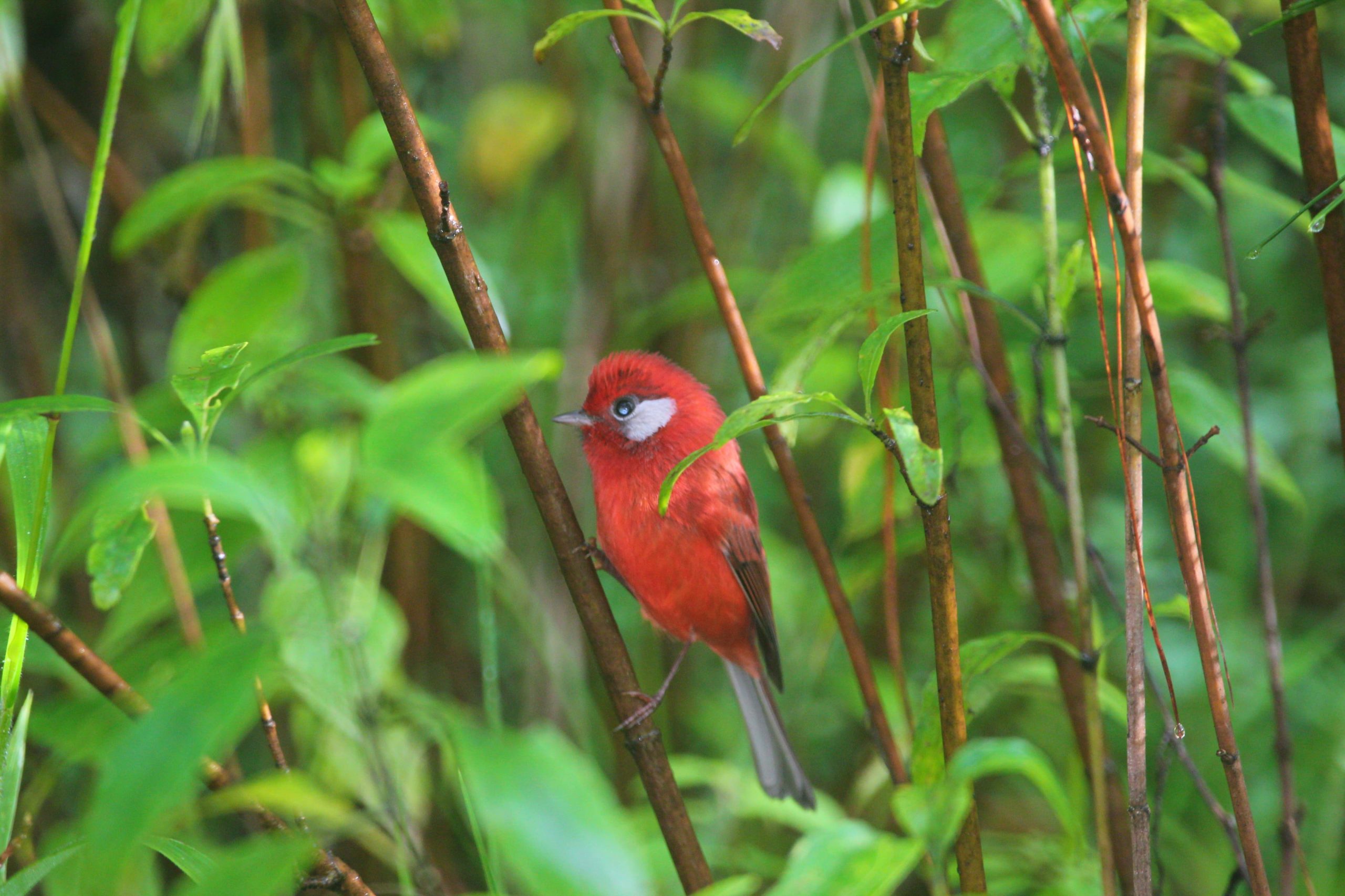 Rancho Viejo reúne a especialistas en aves para promover conservación
