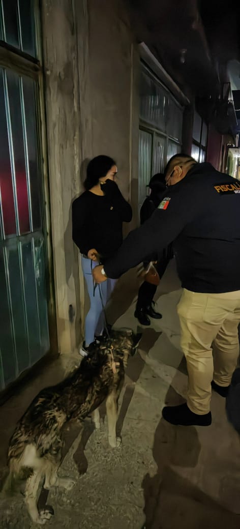 Rescata FGE a canino víctima de maltrato en Maravatío