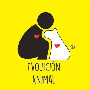 CRISIS DE PERROS Y GATOS EN MÉRIDA: EVOLUCIÓN AC PROPONE CINCO MEDIDAS PARA RESOLVER EL PROBLEMA