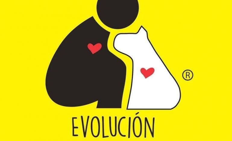 CRISIS DE PERROS Y GATOS EN MÉRIDA: EVOLUCIÓN AC PROPONE CINCO MEDIDAS PARA RESOLVER EL PROBLEMA