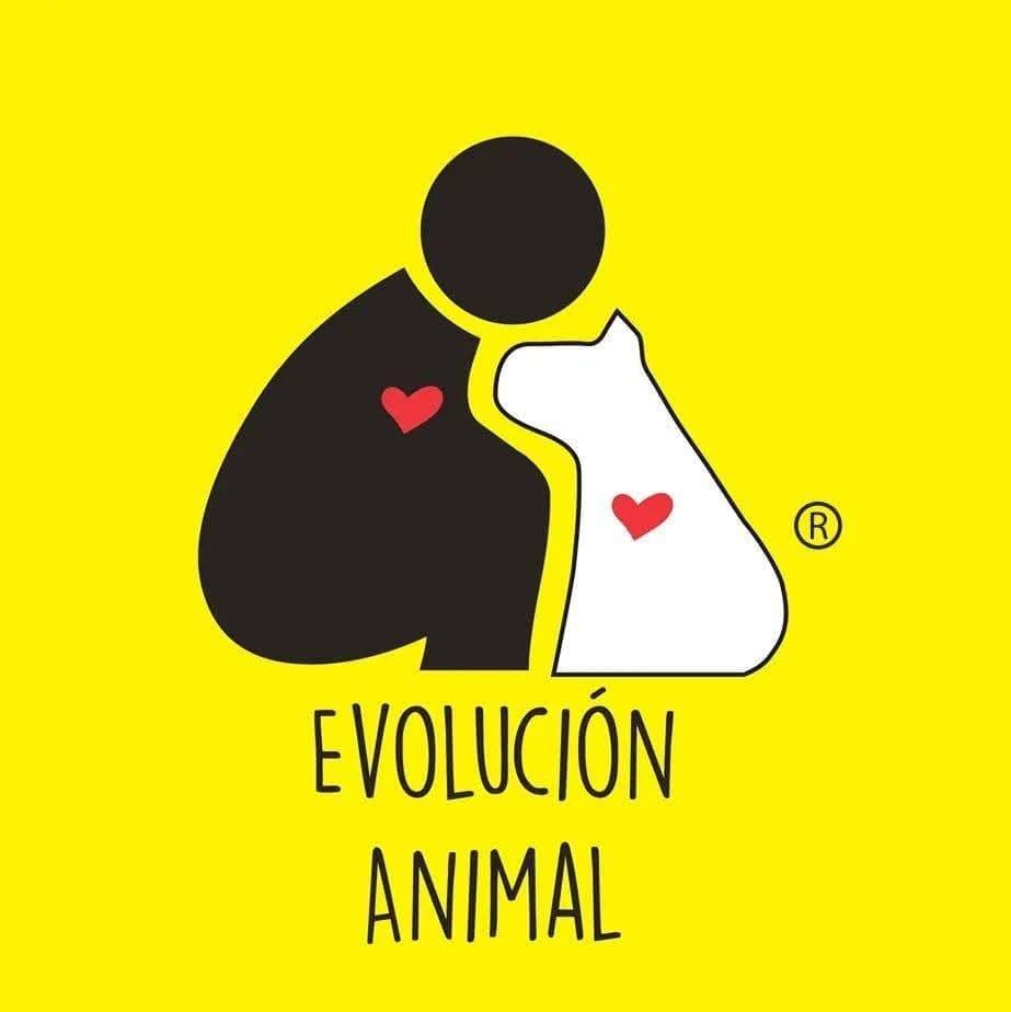 CRISIS DE PERROS Y GATOS EN MÉRIDA: EVOLUCIÓN AC PROPONE CINCO MEDIDAS PARA RESOLVER EL PROBLEMA