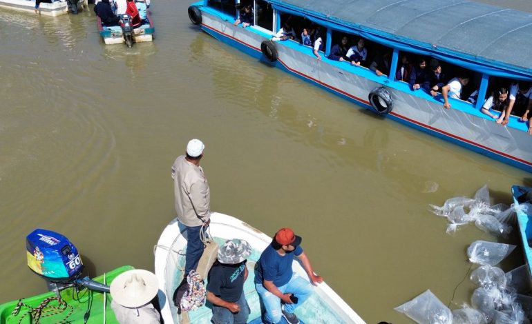Compesca libera 30 mil crías de pez blanco y acúmara en el lago de Pátzcuaro