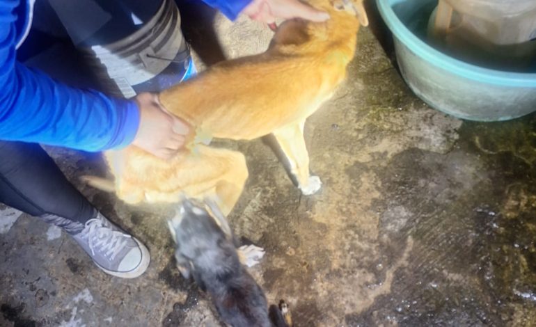 En cateo realizado en Zitácuaro, FGE rescata a dos perros víctimas de maltrato