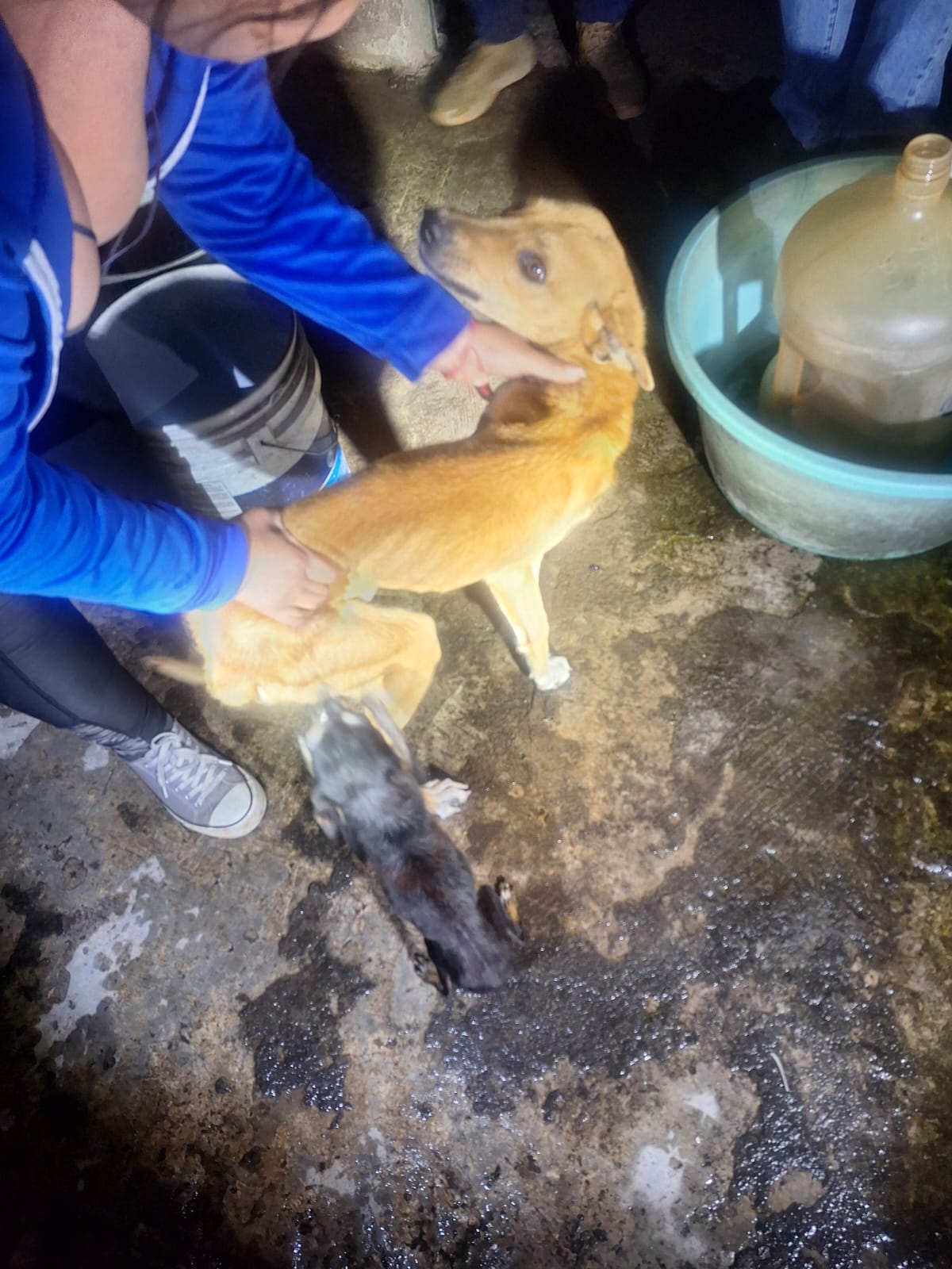 En cateo realizado en Zitácuaro, FGE rescata a dos perros víctimas de maltrato