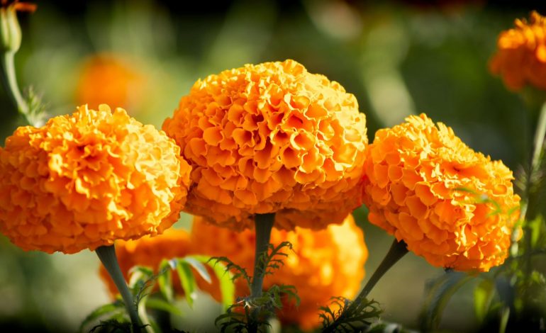 Flor de Cempasúchil, tesoro natural con aportaciones vitales para el medio ambiente: Secma