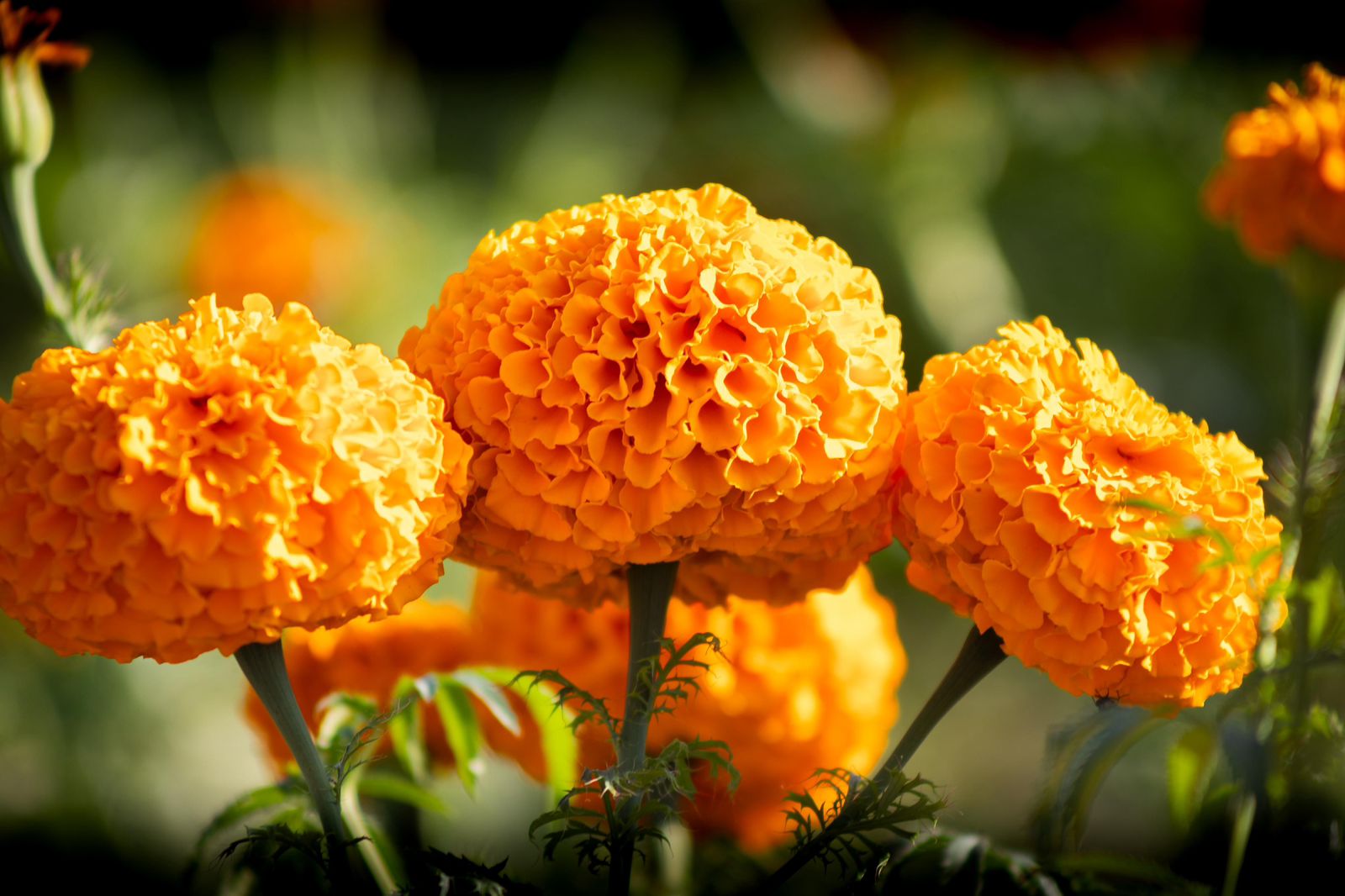 Flor de Cempasúchil, tesoro natural con aportaciones vitales para el medio ambiente: Secma