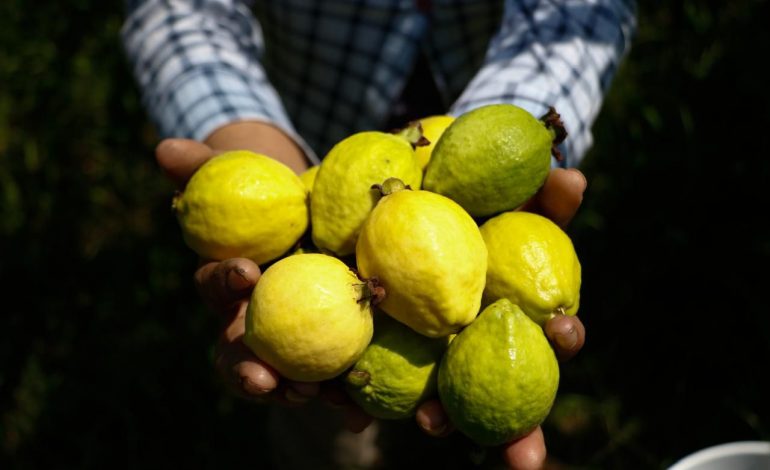 Michoacán, primer lugar nacional en producción de guayaba: Sader