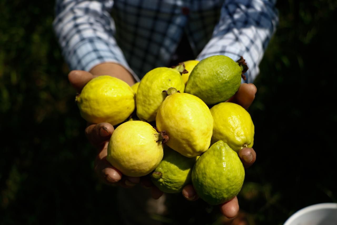 Michoacán, primer lugar nacional en producción de guayaba: Sader