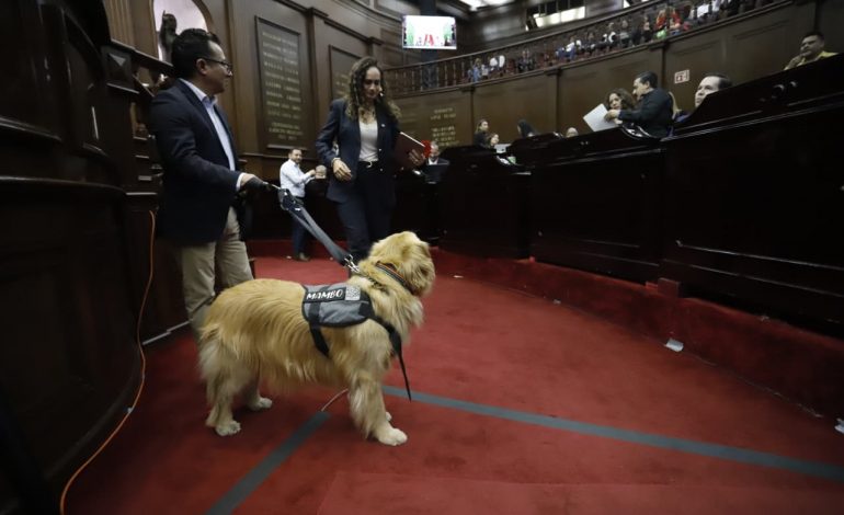 Congreso del Estado aprueba que personas con discapacidad se desplacen libremente con animales de asistencia