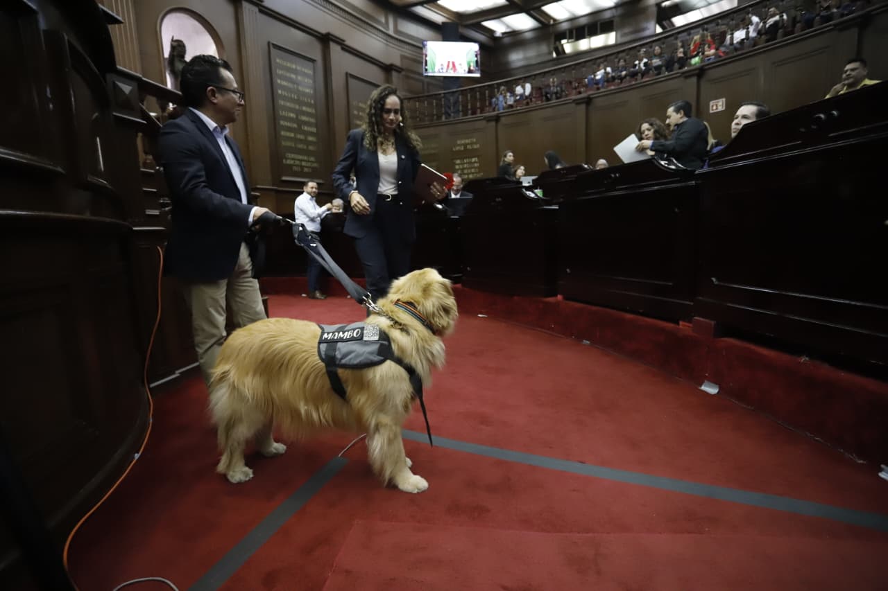 Congreso del Estado aprueba que personas con discapacidad se desplacen libremente con animales de asistencia