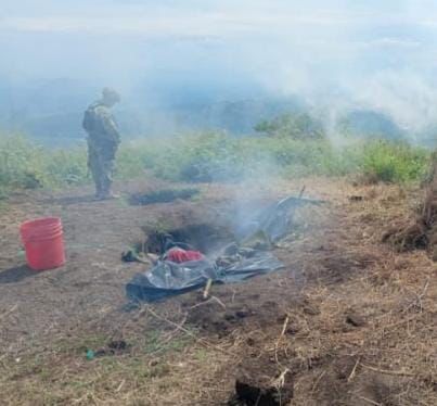 En Parácuaro, fuerzas estatales y federales destruyen dos campamentos ilícitos