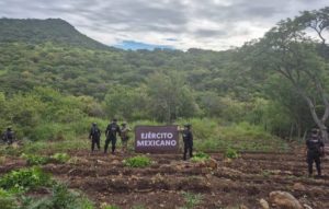 Aseguradas y destruidas  7 toneladas de marihuana en Turicato: SSP.