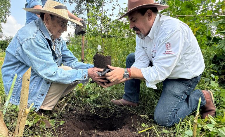Producidos en vivero más de 400 árboles de zapote prieto para su preservación: Secma.