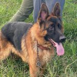 En cateo realizado en Morelia, rescata Fiscalía General 10 ejemplares caninos en condiciones de maltrato animal.