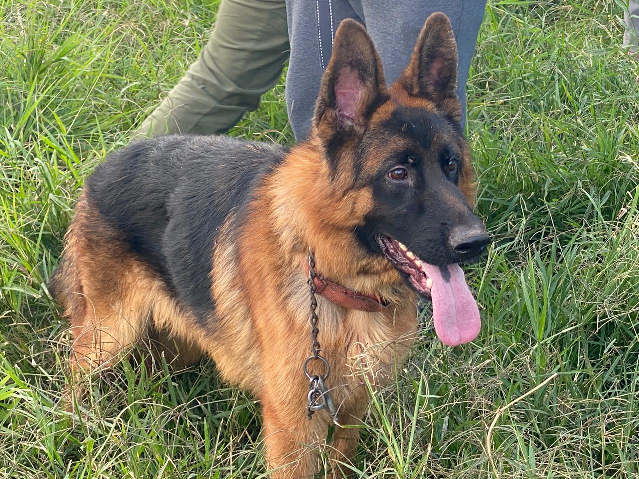 En cateo realizado en Morelia, rescata Fiscalía General 10 ejemplares caninos en condiciones de maltrato animal.