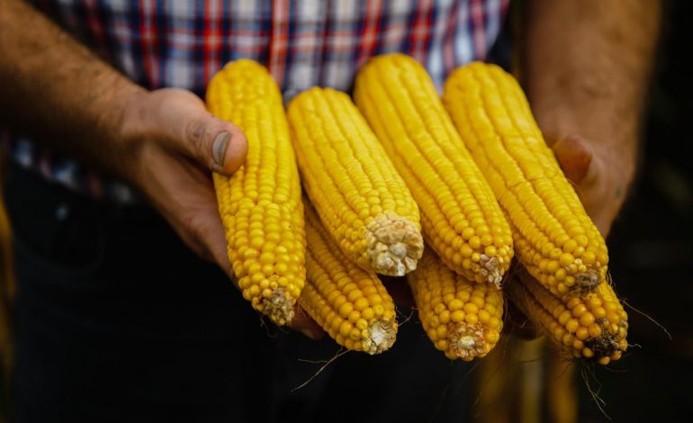 Michoacán publica mecánica operativa del apoyo complementario al precio del maíz