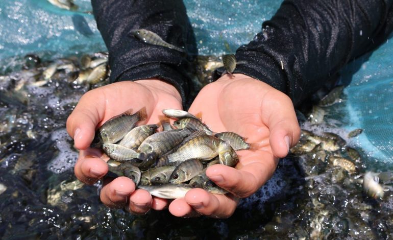 Producción de crías de tilapia en Michoacán alcanzará los 6 millones al cierre del año: Compesca