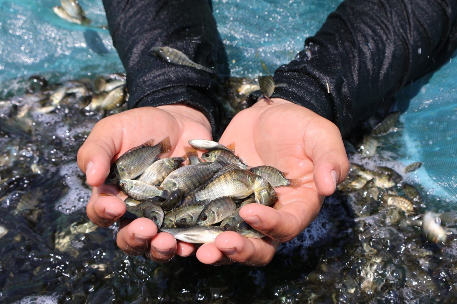 Producción de crías de tilapia en Michoacán alcanzará los 6 millones al cierre del año: Compesca
