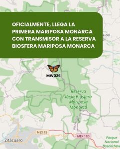 Llegó la primera Mariposa Monarca con transmisor satelital a Michoacán: Sectur