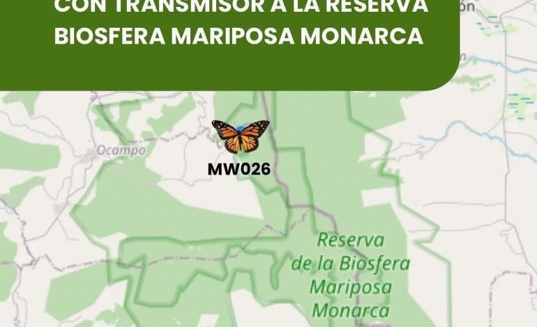 Llegó la primera Mariposa Monarca con transmisor satelital a Michoacán: Sectur