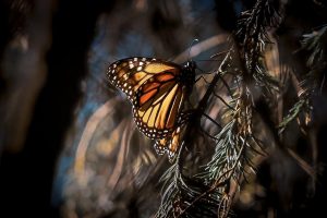 Biosfera de la Mariposa Monarca, clave para la conservación de la biodiversidad: Secma