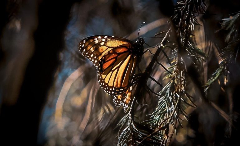 Biosfera de la Mariposa Monarca, clave para la conservación de la biodiversidad: Secma