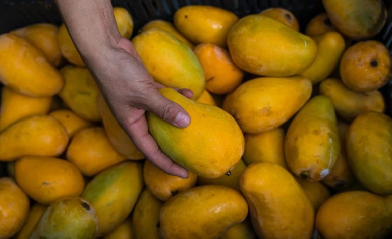 Más de 10 mil productores agropecuarios beneficiados con Plan Michoacán: Sader