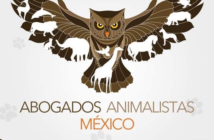  Colectivos animalistas aplauden endurecimiento de sanciones penales contra la crueldad animal.