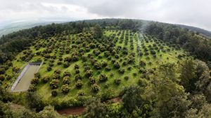 Michoacán expondrá avances del Guardián Forestal en Brasil: Secma
