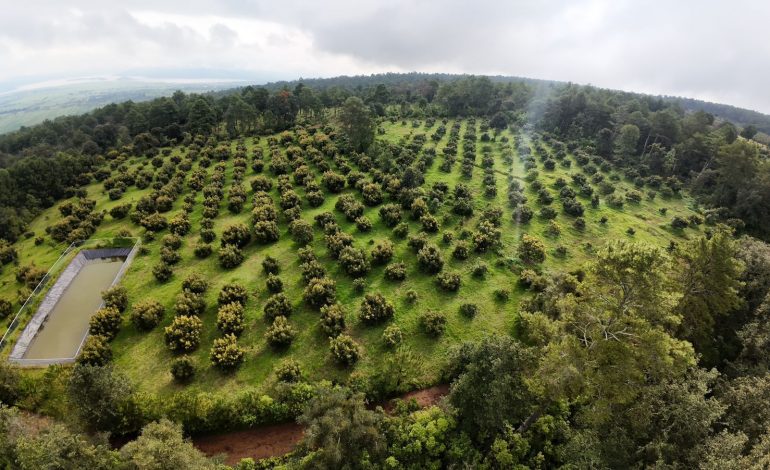 Michoacán expondrá avances del Guardián Forestal en Brasil: Secma