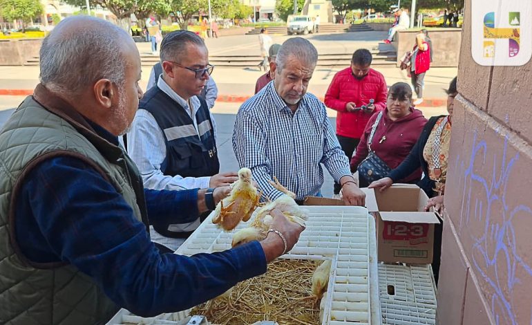 El Ayuntamiento de Hidalgo que preside Jeovana Alcántar, entregó 450 pollitos doble propósito a familias del municipio.
