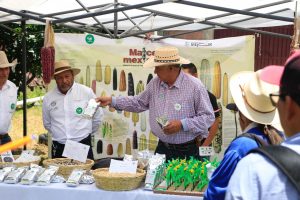 Agrosano ha beneficiado a más de 25 mil productores con técnicas agroecológicas: Sader