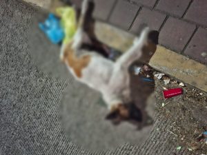 “Asociaciones animalistas lanzan un enérgico ‘¡Ya basta!’ ante el envenenamiento masivo de animales”