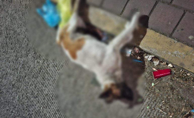 “Asociaciones animalistas lanzan un enérgico ‘¡Ya basta!’ ante el envenenamiento masivo de animales”