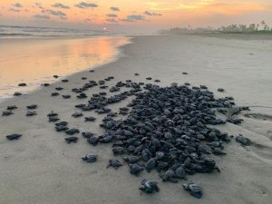 Campamentos tortugueros liberan más de 500 mil crías en un mes: Compesca