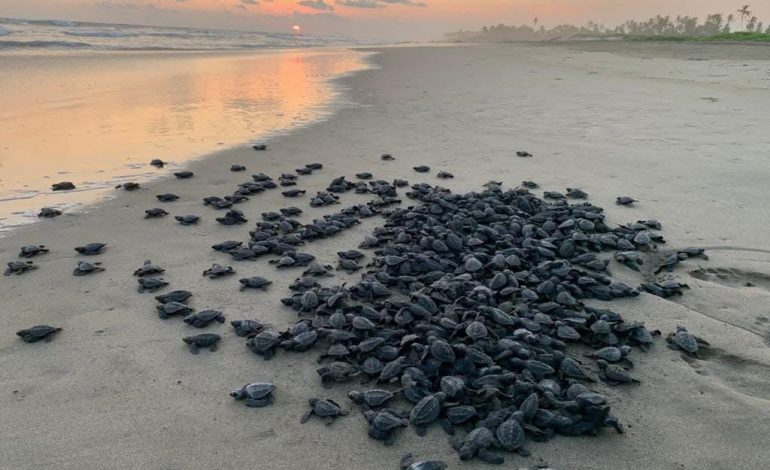 Campamentos tortugueros liberan más de 500 mil crías en un mes: Compesca