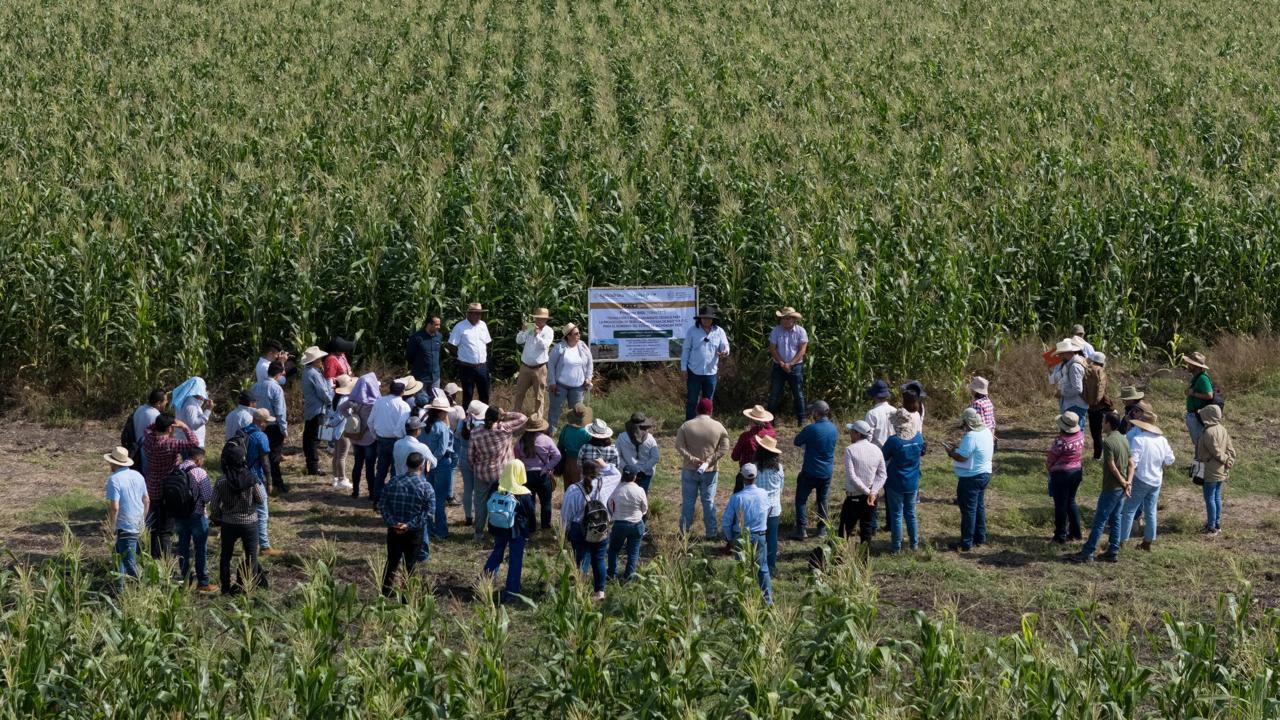 Productores y escuelas rurales reciben apoyo de maíz con alto contenido proteico: Sader