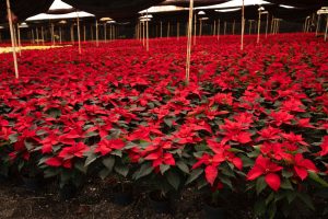 La Navidad florece en Michoacán; es el segundo mayor productor de Nochebuena en México: Bedolla