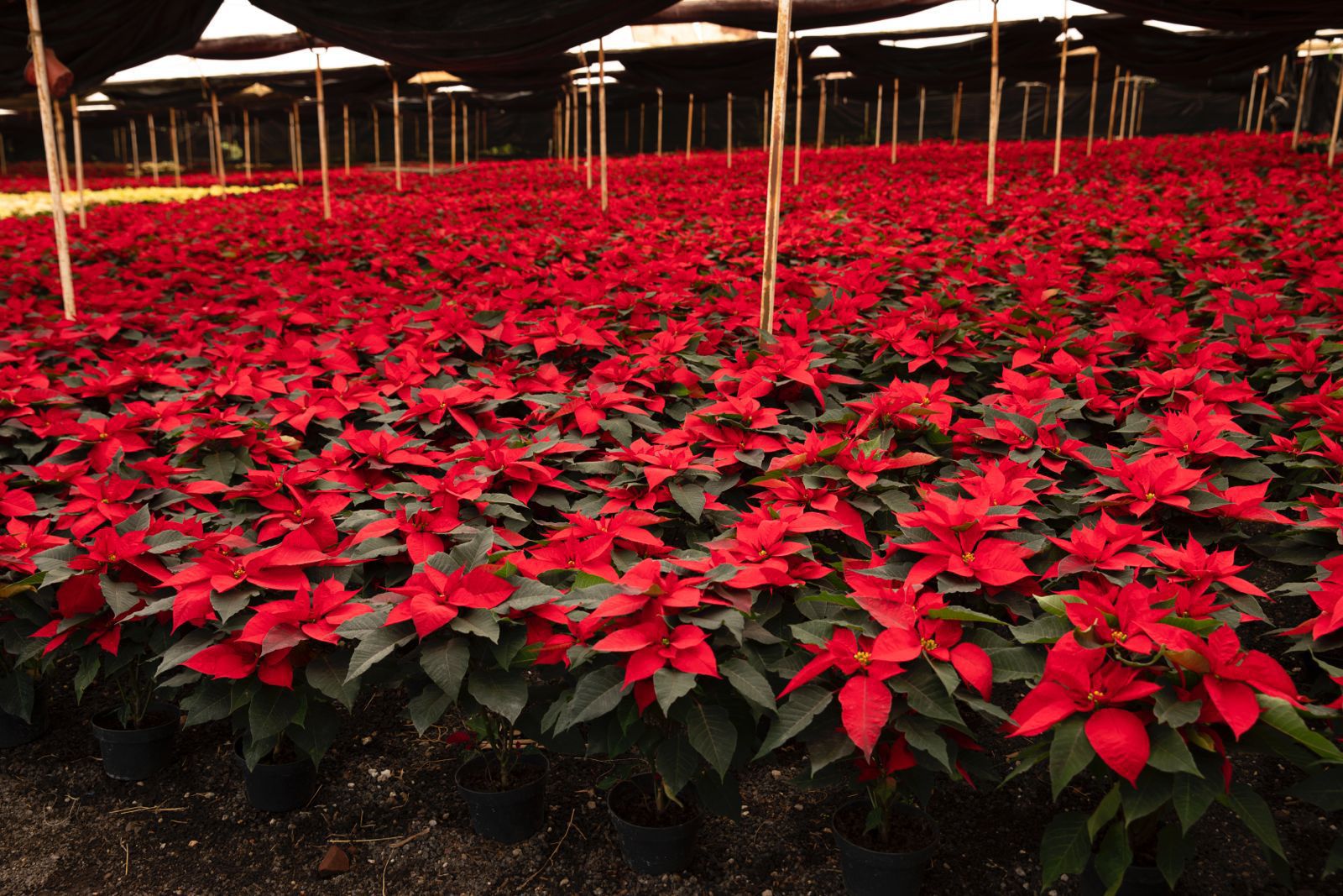 La Navidad florece en Michoacán; es el segundo mayor productor de Nochebuena en México: Bedolla