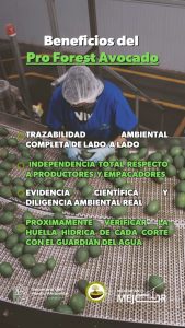 Libre de deforestación el 90% del aguacate de exportación: Secma