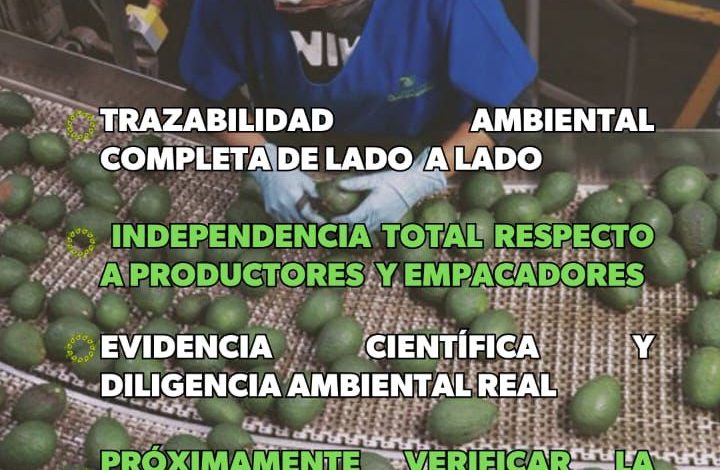Libre de deforestación el 90% del aguacate de exportación: Secma