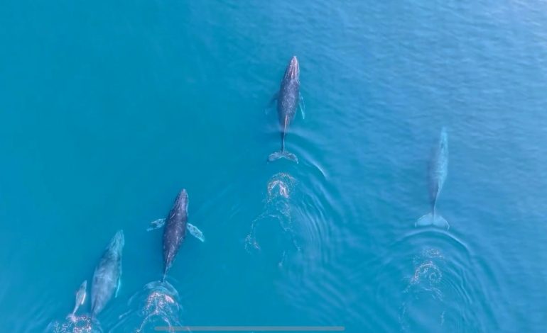 Regresan las ballenas jorobadas al Pacífico michoacano: Compesca