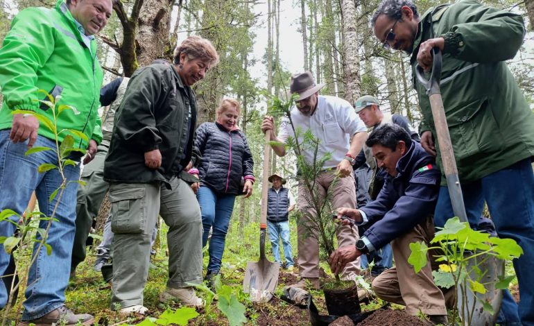 Michoacán alcanza meta histórica con más de 10 millones de árboles plantados en 2025