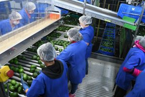 Michoacán proyecta iniciar con el Certificado Laboral para la Agroexportación en 2026.
<br>