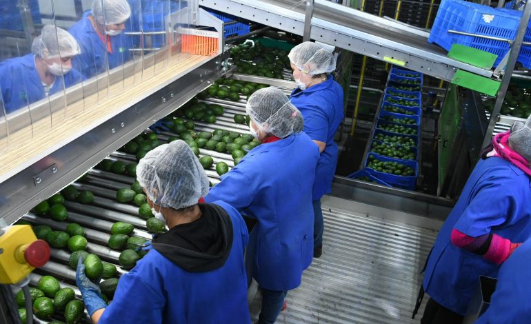 Michoacán proyecta iniciar con el Certificado Laboral para la Agroexportación en 2026.
