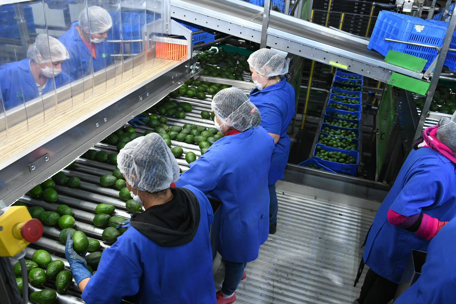 Michoacán proyecta iniciar con el Certificado Laboral para la Agroexportación en 2026.
