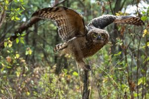 El uso de pólvora afecta a fauna silvestre y doméstica: Secma