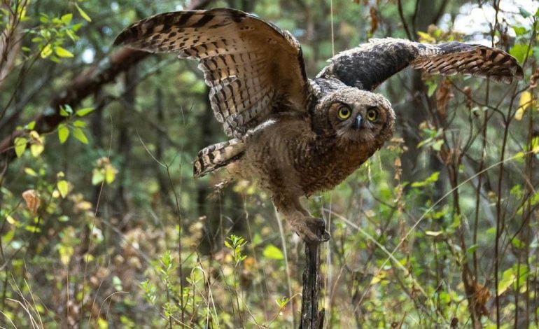El uso de pólvora afecta a fauna silvestre y doméstica: Secma